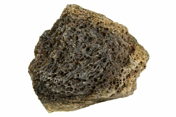 Fossil Tyrannosaur (T rex) Bone Section - Wyoming #313937